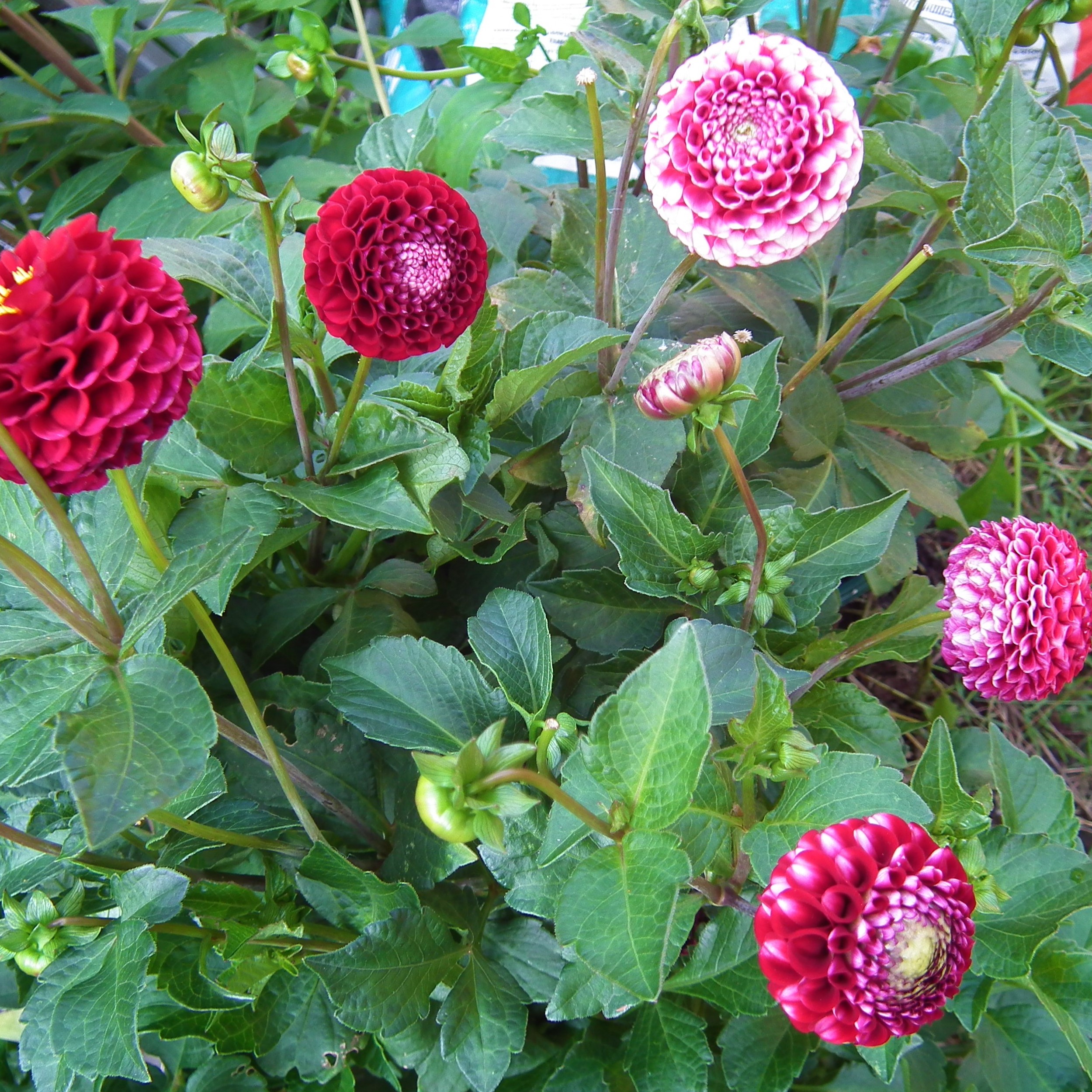 Dahlia Chick A Dee US